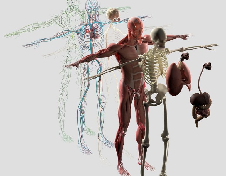 Human anatomy exploded view, deconstructed. Separate elements muscle, bone, organs, nervous system, lymphatic system, vascular system.